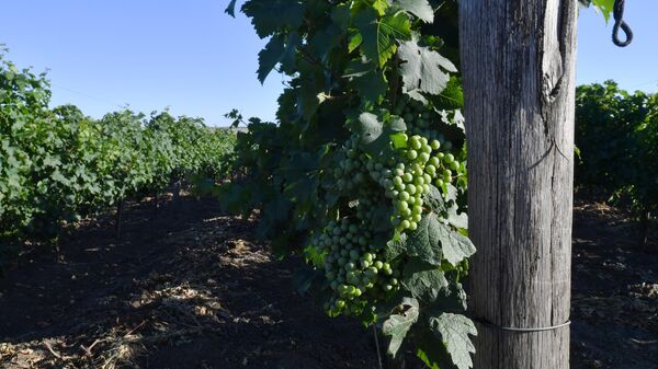 Кондратьев доложил Путину об увеличении числа виноградников на Кубани