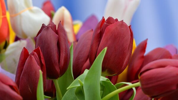 Мошенники активизировались к 8 марта: в цветах кроются сюрпризы