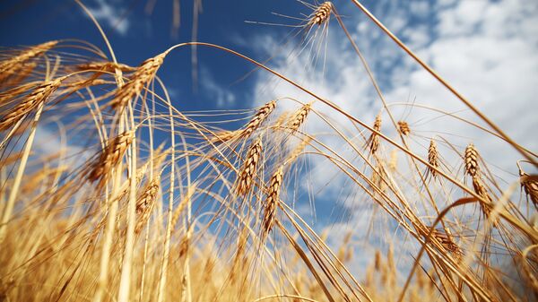 В Бразилии прогнозируют рекордный урожай зерна