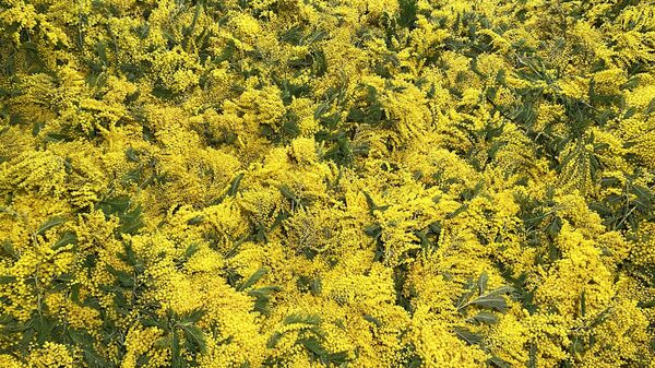 В России спрос на мимозы растет ежедневно с 25 февраля