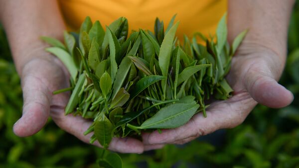 Поставки чая из России в США в январе достигли максимума за полтора года