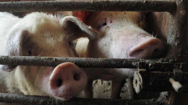 В Молдавии зафиксировали новую вспышку африканской чумы свиней