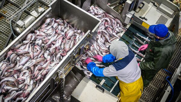 Российский экспорт минтая в январе-феврале вырос на 38 процентов