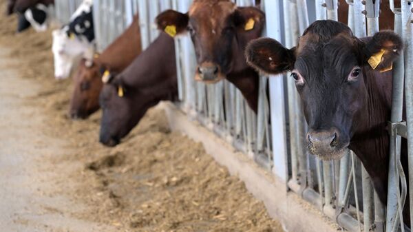 В Новосибирской области рассказали о выплатах пострадавшим от изъятия скота