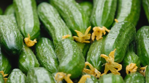 В АКОРТ предсказали дальнейший спад цен на огурцы