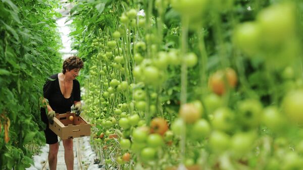 Британские фермеры могут прекратить производство внесезонных овощей