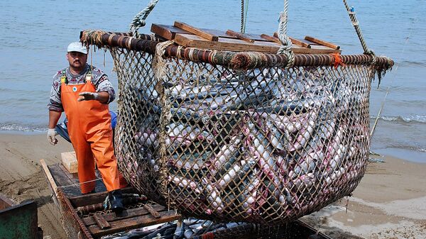 Россия нарастила экспорт рыбы и морепродуктов в Южную Корею