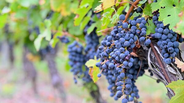 Россия возобновила закупки виноградного сока в США