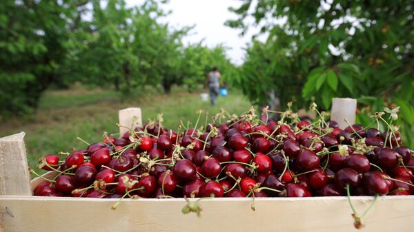 Минсельхоз рассказал о росте российского урожая ягод