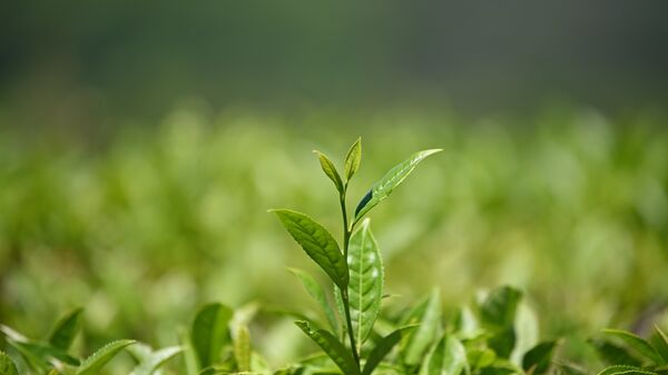 Россия сократила импорт чая из Индии до многолетних минимумов