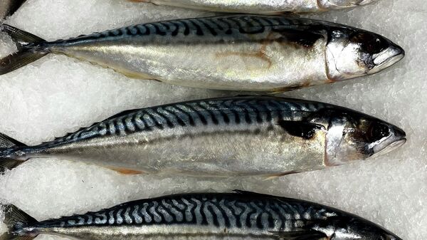 Экспорт рыбы из Южной Кореи в Россию вырос до рекордных значений