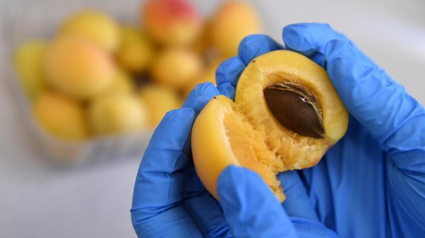 Россельхознадзор ограничил ввоз в Россию косточковой продукции из Турции