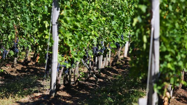 Закон о виноделии был принят в России с подачи крымчан, заявил Путин