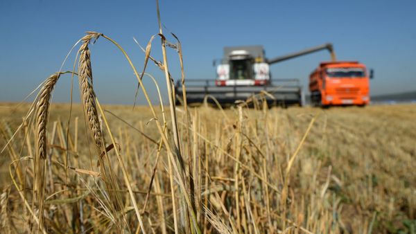 Пошлины на экспорт пшеницы с 15 по 21 июля будут нулевыми
