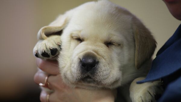 Стало известно, сколько россияне тратят в месяц на своих питомцев