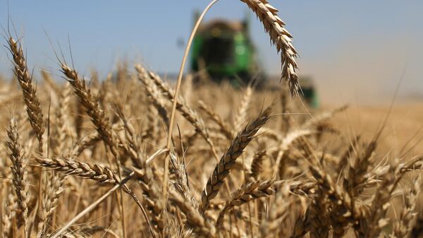 Россия нарастила сбор зерна в 2025 году на 12 процентов