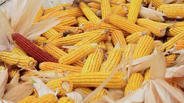 Южная Корея вдвое сократила импорт российской кукурузы