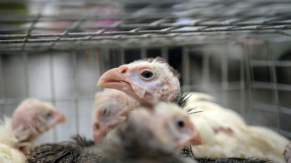 Россия осталась главным поставщиком индейки в Китай