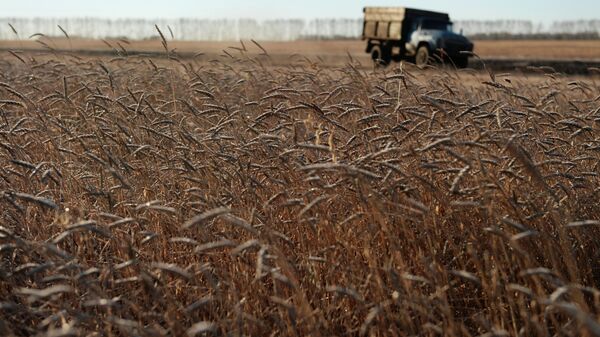 Россия втрое сократила экспорт зерна в Казахстан за 11 месяцев