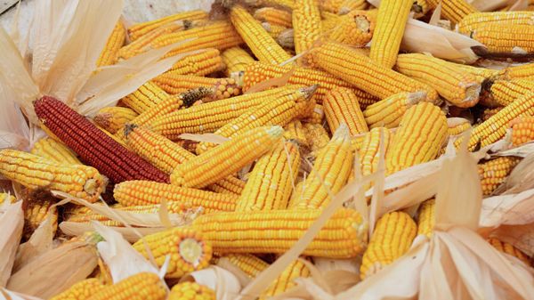 Урожай кукурузы во Франции может стать самым низким за 50 лет, пишут СМИ