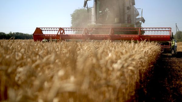Россия собрала более 100 миллионов тонн зерна