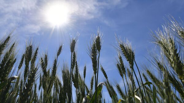 Румыния стала лидером ЕС по экспорту пшеницы, пишут СМИ