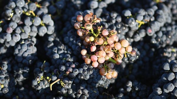 Россия увеличила поставки пива в Грузию до исторического максимума