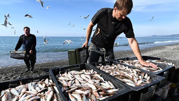 Российский вылов сельди и минтая побил рекорды по итогам 2025 года