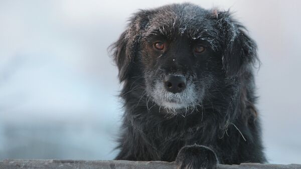 Россия нарастила поставки кормов для питомцев в Грузию